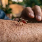 Close-up of a mosquito biting human skin, filled with blood.